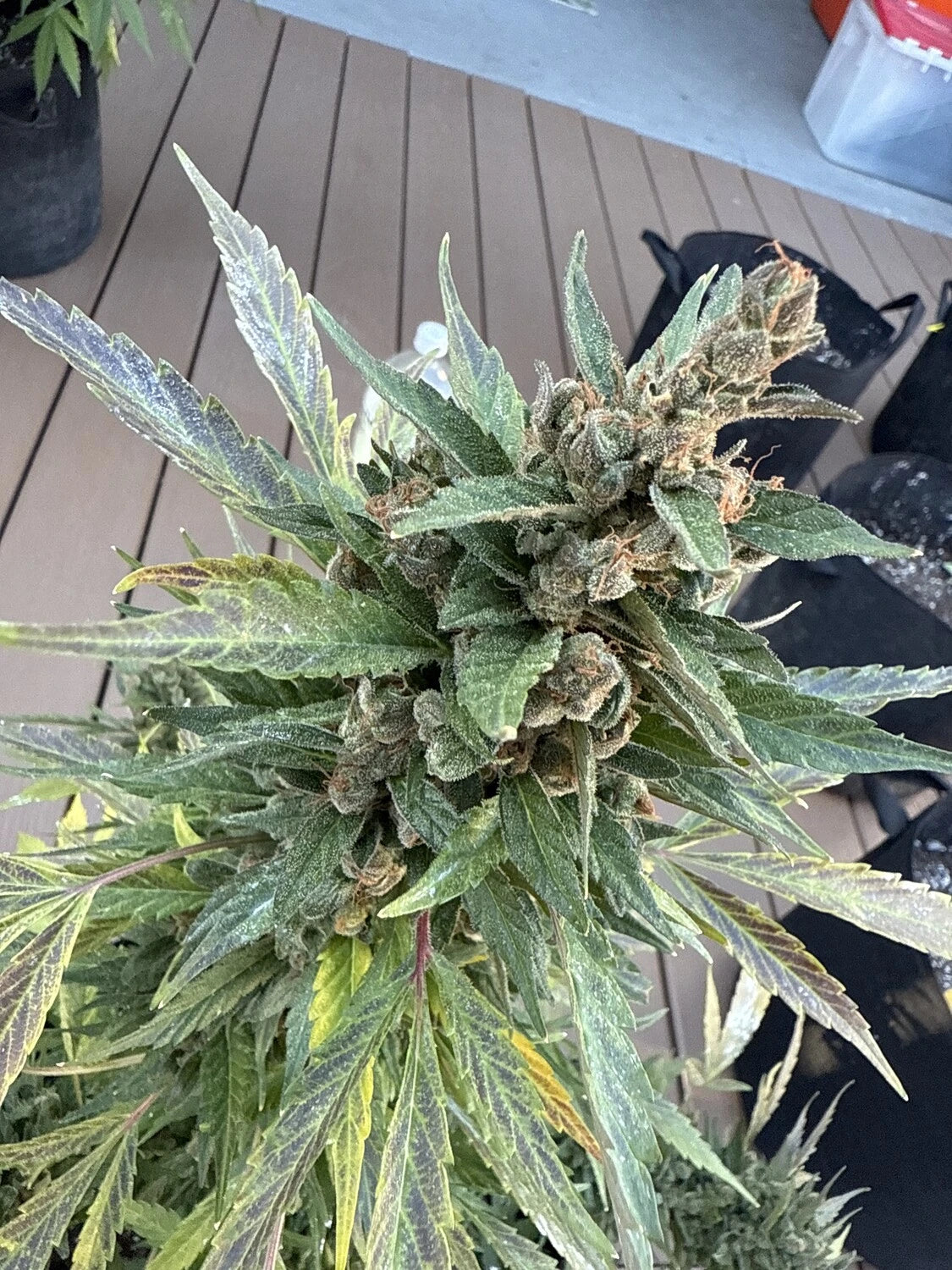 Customer Photo