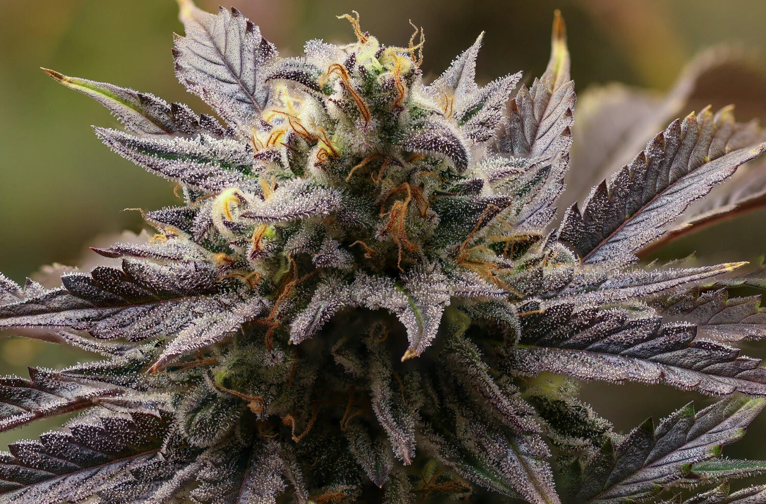 AAC Best Rosin image 3