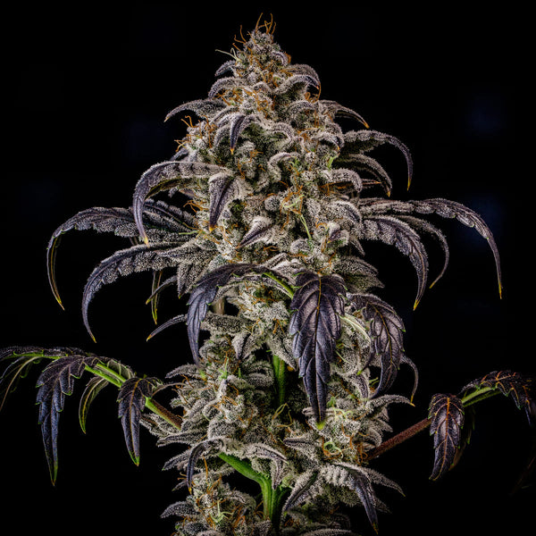 Double Grape – Mephisto Genetics