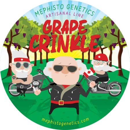 Grape Crinkle