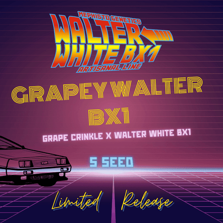 Grapey Walter BX1