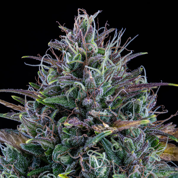 livers-bx1-mephisto-genetics-