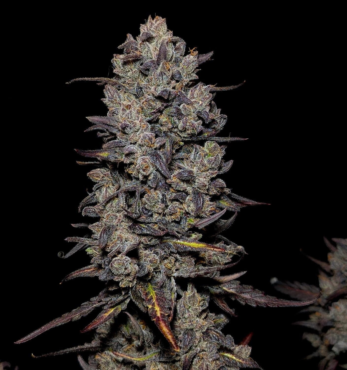 AAC - Best New Strain image 1