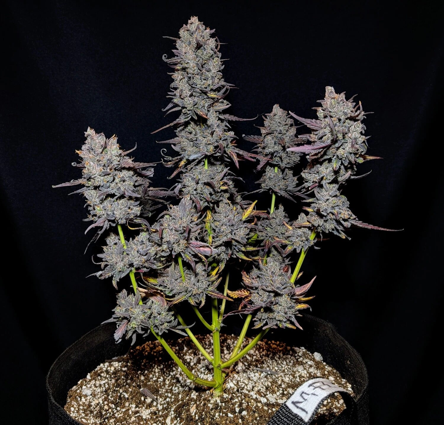 Mango Runtz – Mephisto Genetics