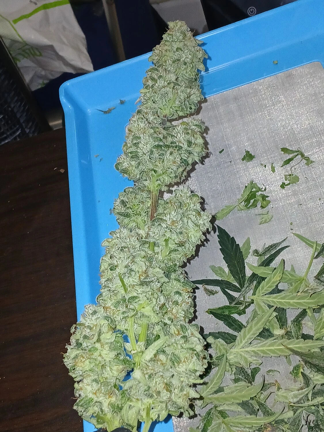 Customer Photo