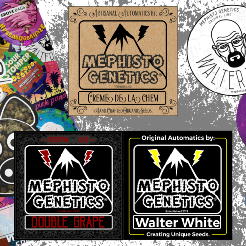 Mephisto Starter Pack