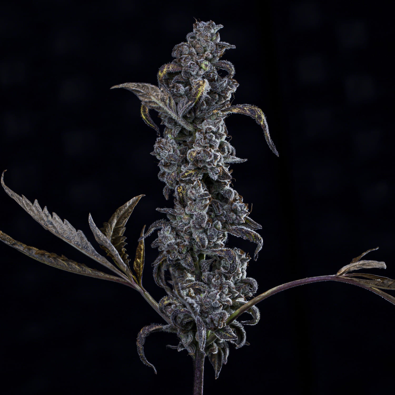 MephistO'z