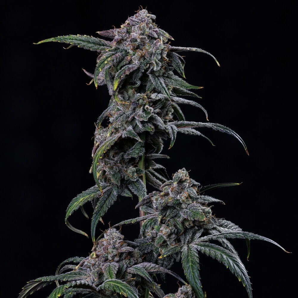 Mephmosa