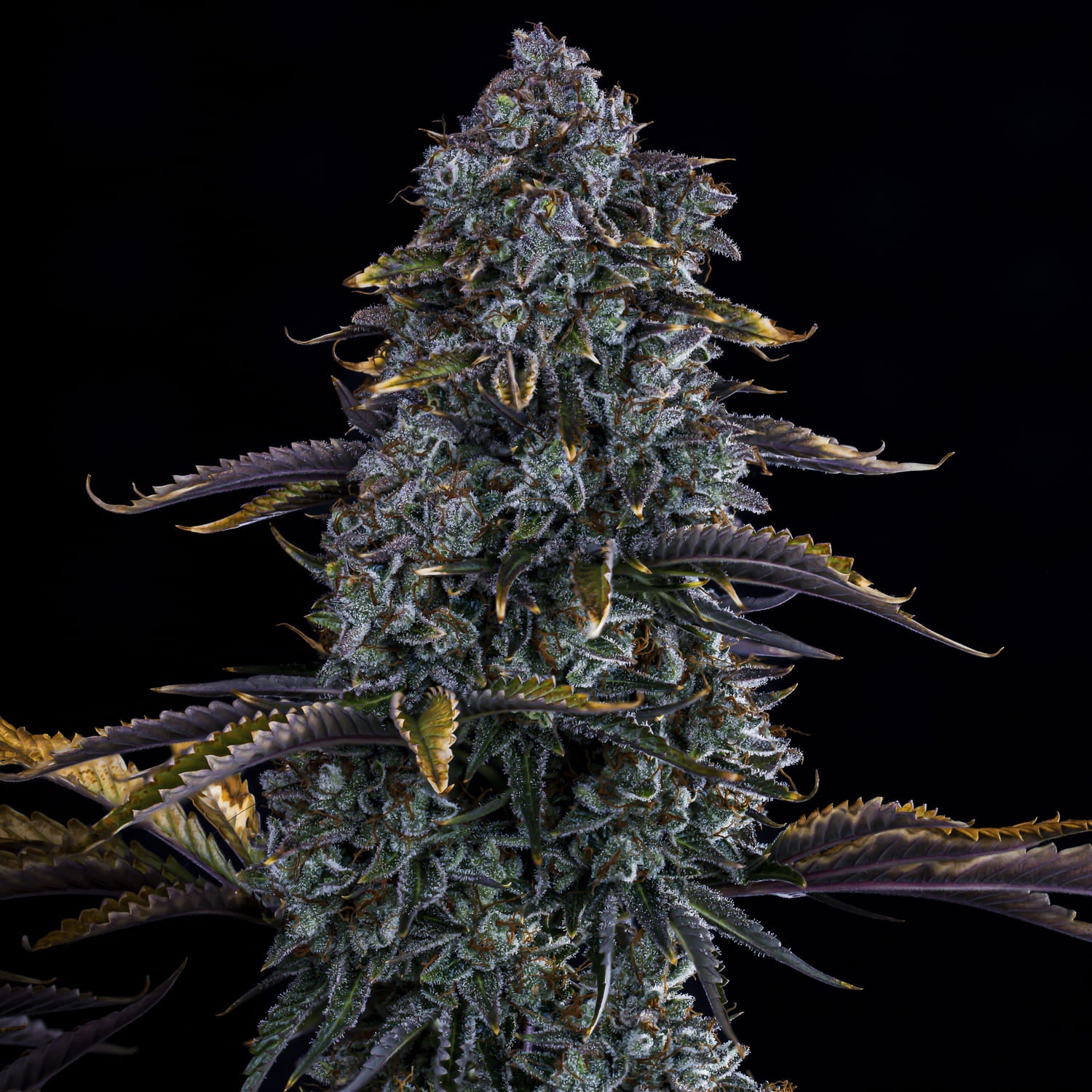 Northern Cheese Haze flowering cannabis, as labeled by the cited photo source