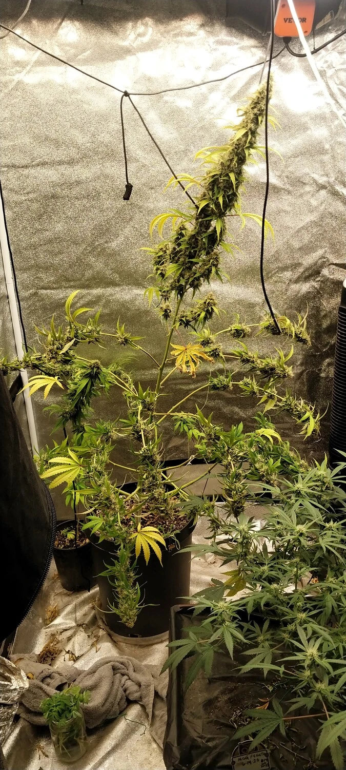 ILL#78 - Orange Panda – Mephisto Genetics ILL#78 - Orange Panda – Mephisto Genetics