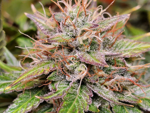 Orange-Utan – Mephisto Genetics