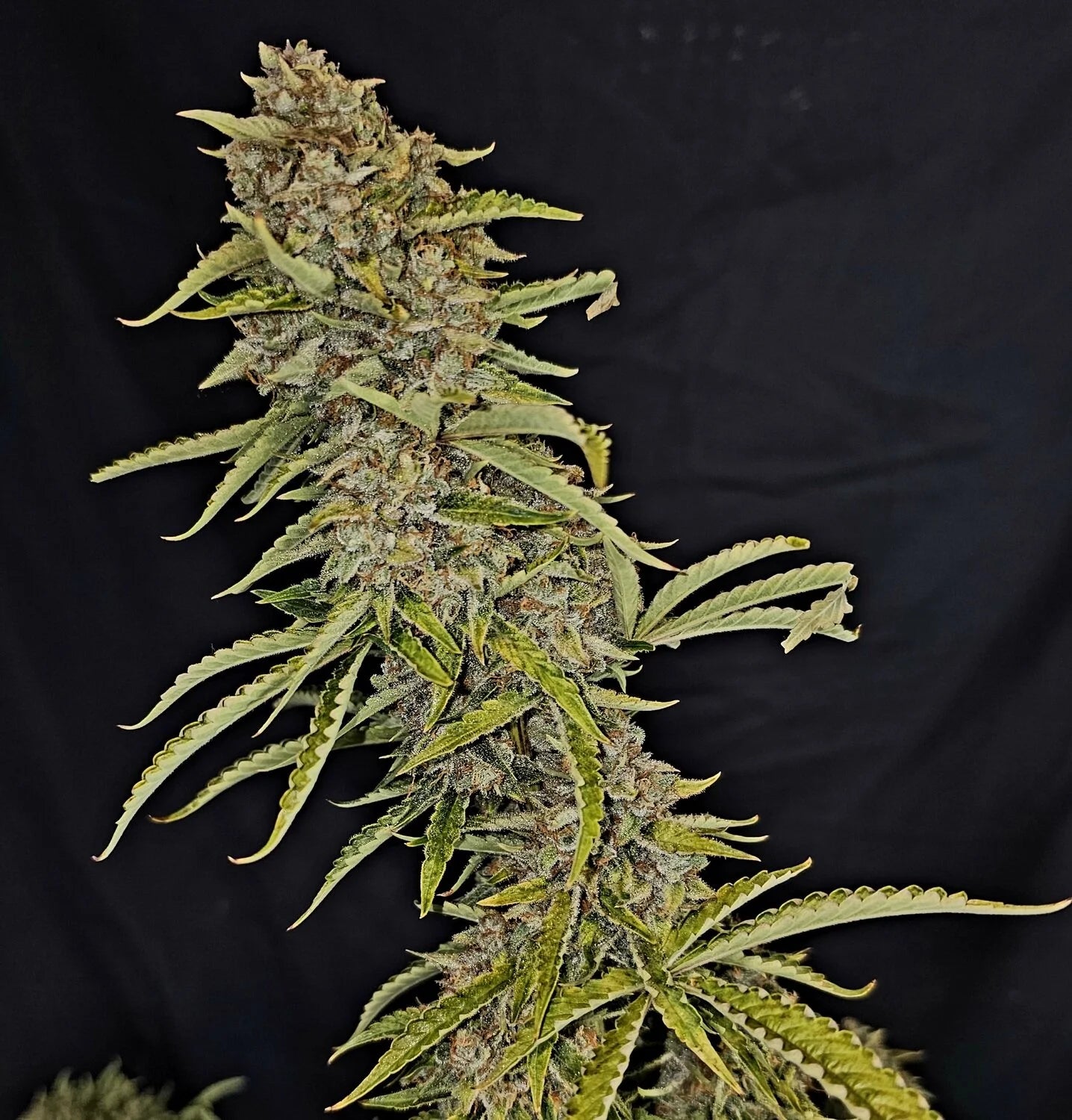 人気海外ブランドアイテム｜ファッション通販 Purple Pigletta's Haze Genetics Mephisto – ルアー・フライ