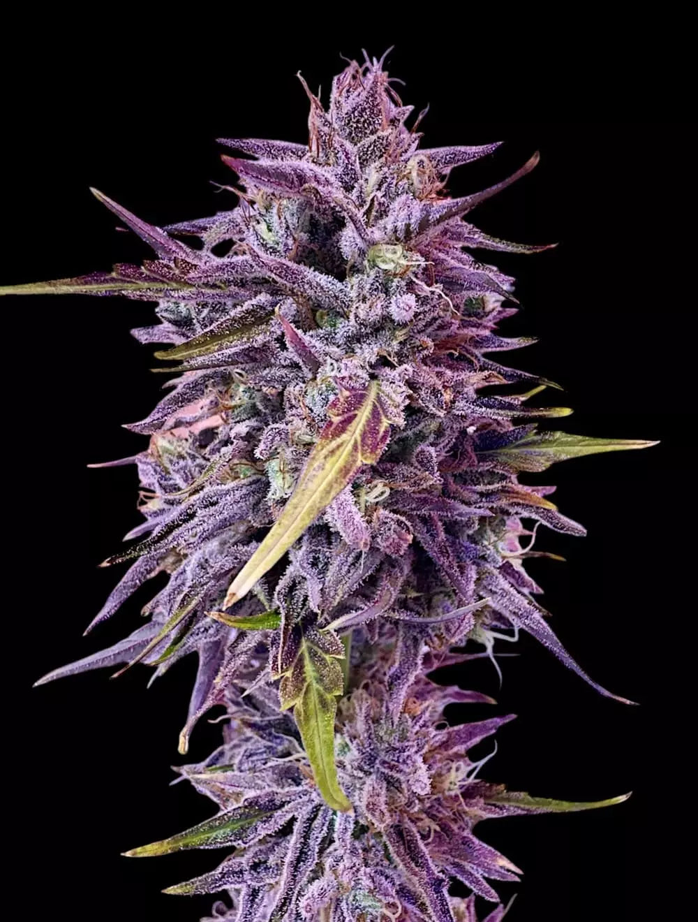 Pigletta's Purple Haze