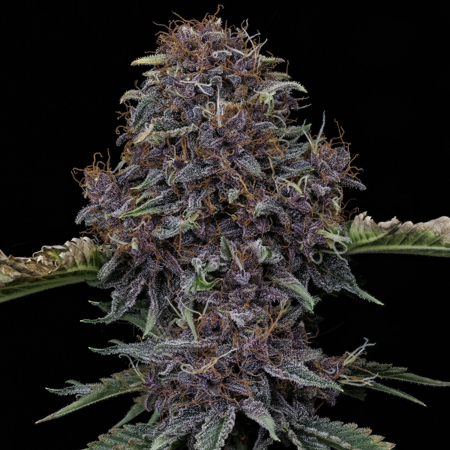 Purple Nuggets