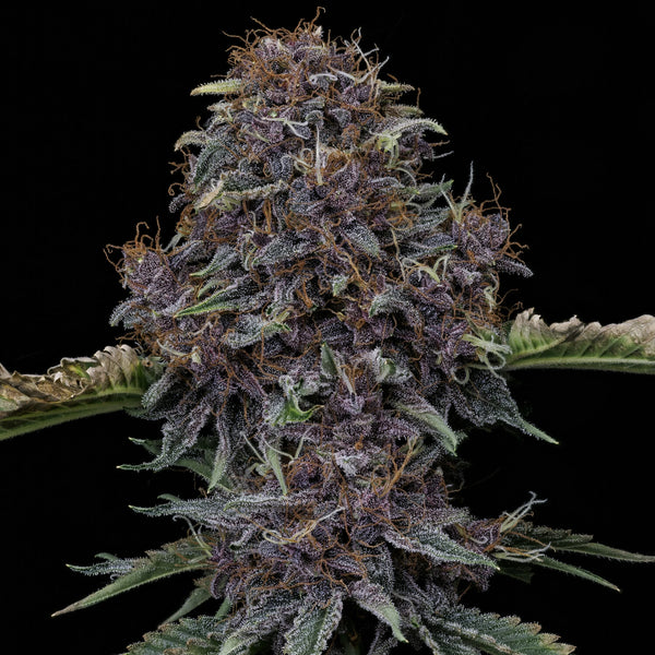 strawberry nuggets seeds Purple Nuggets – Mephisto Genetics