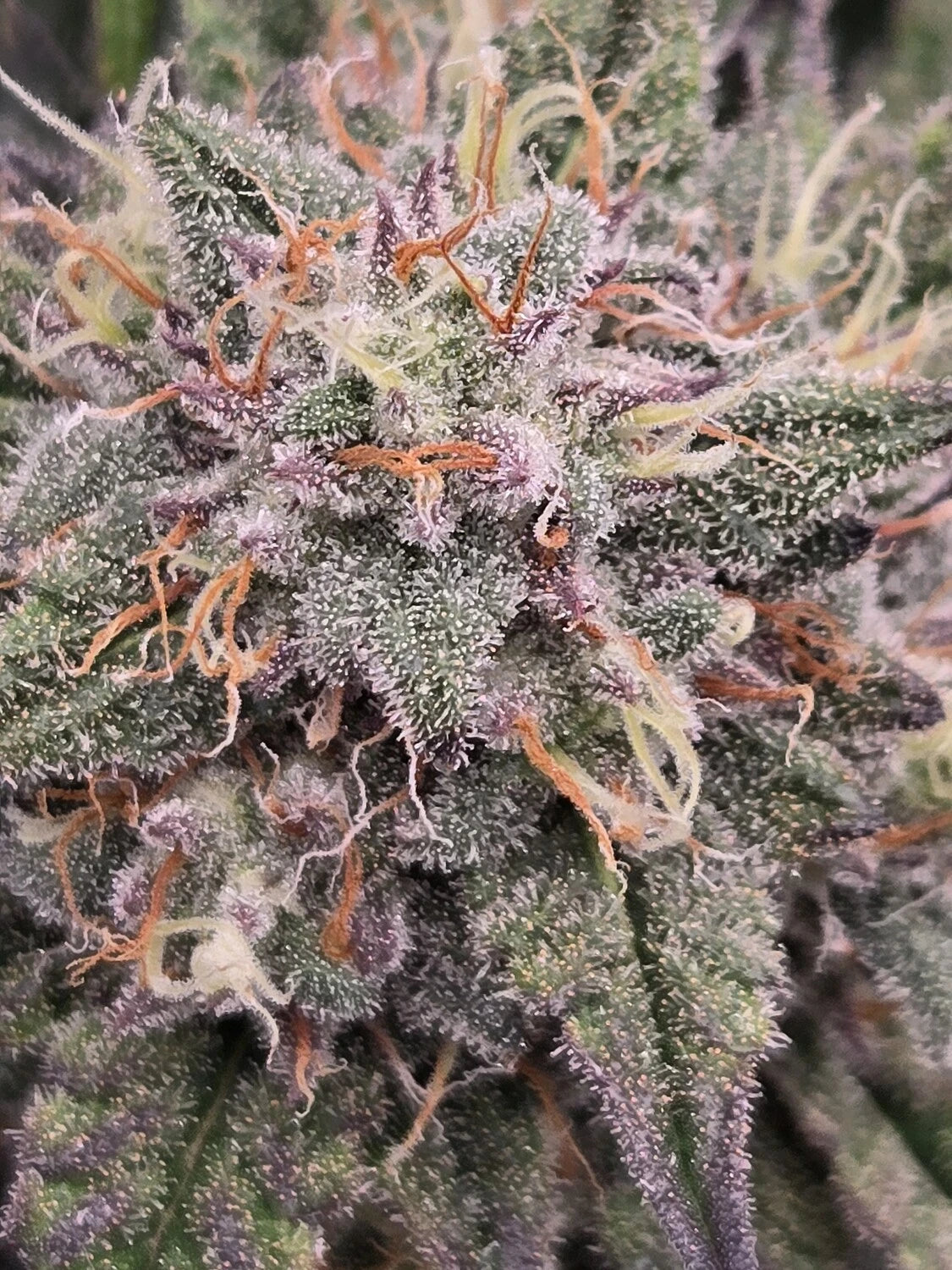 Rings of Saturn – Mephisto Genetics