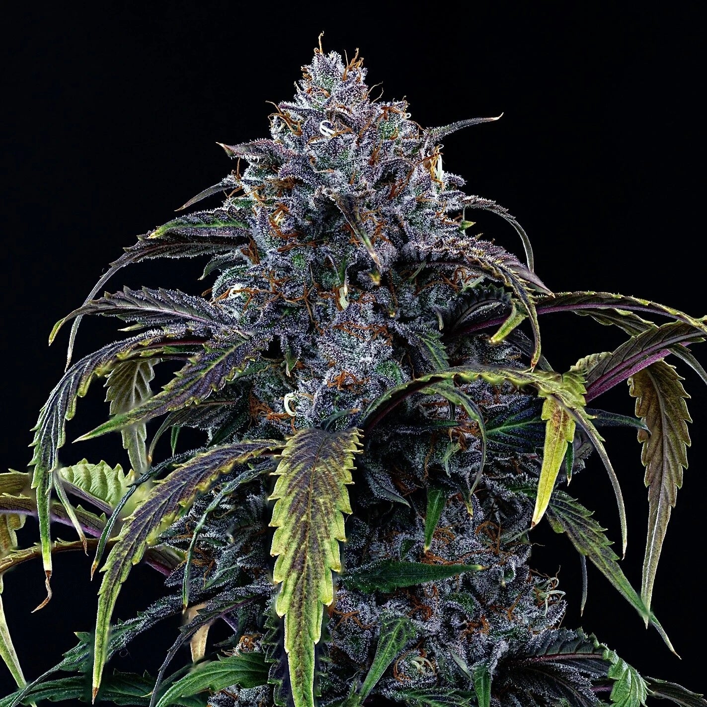 Rainbow Sundae 11