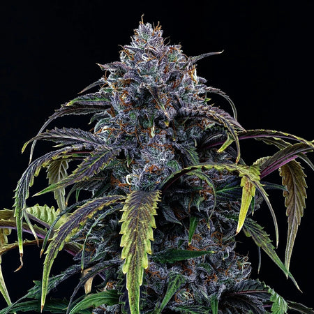 Rainbow Sundae 11