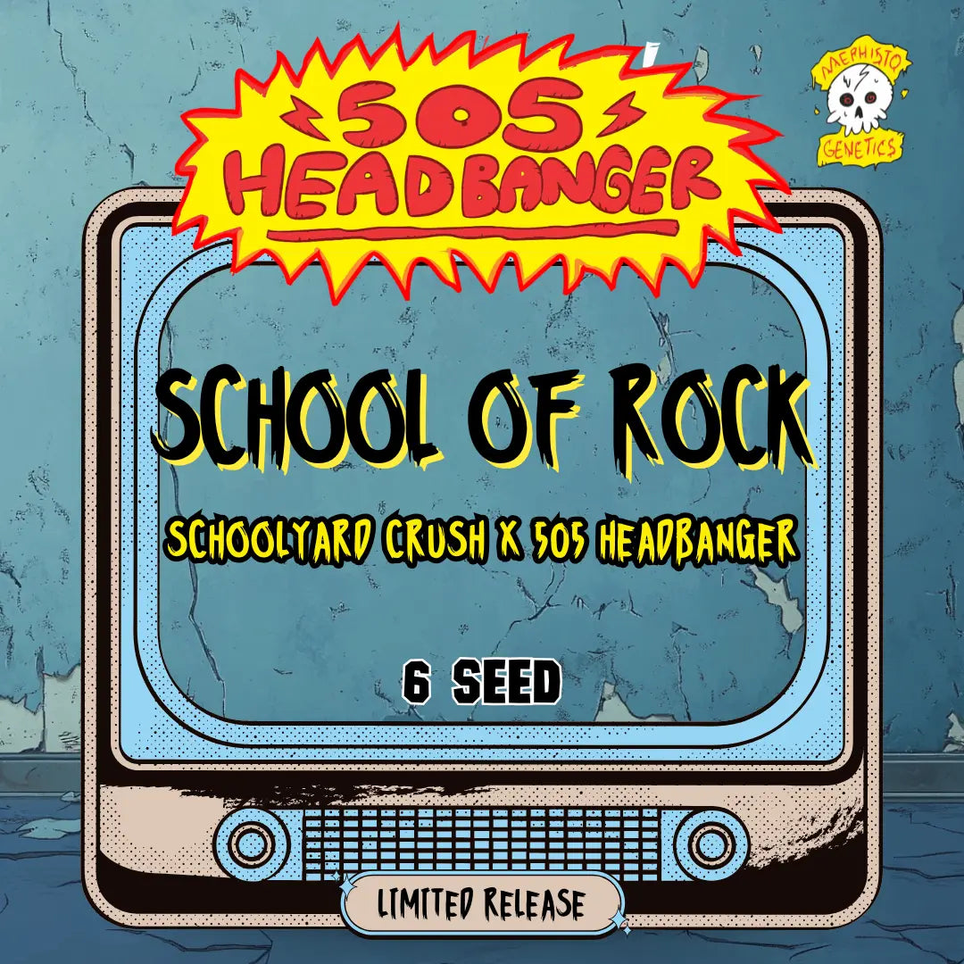 School Of Rock