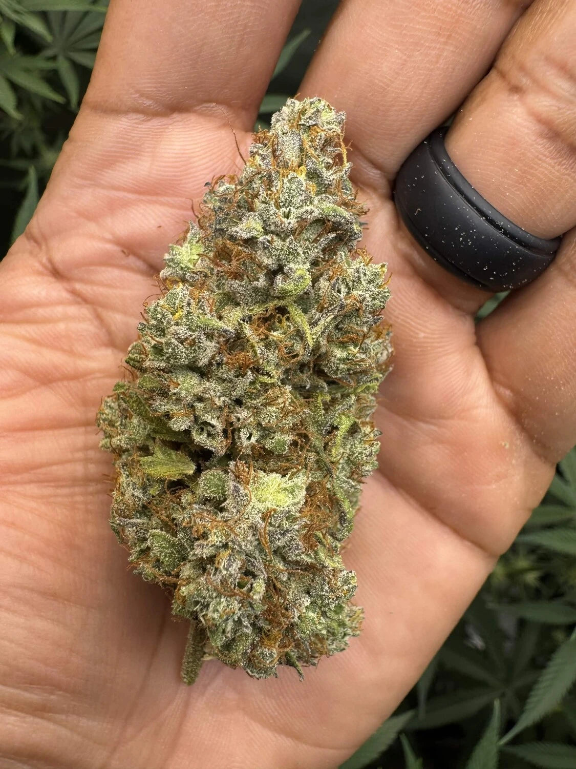 Customer Photo