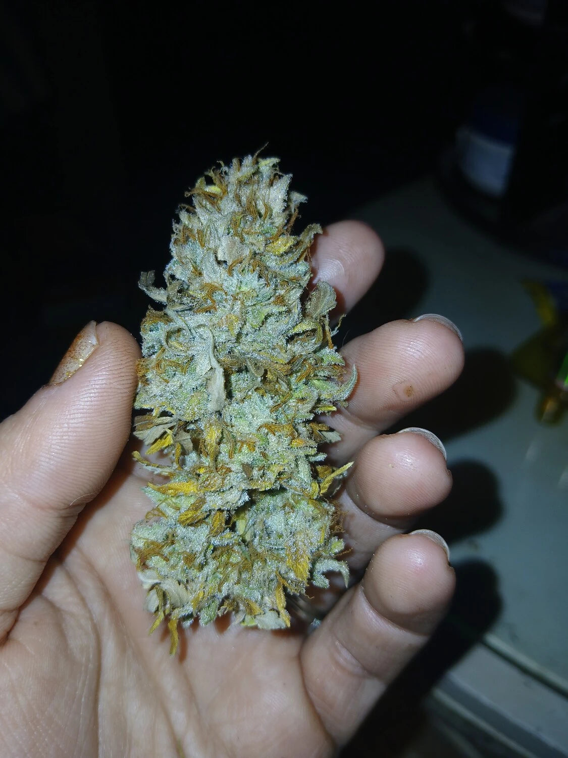 strawberry nuggets mephisto seeds Strawberry Nuggets – Mephisto Genetics