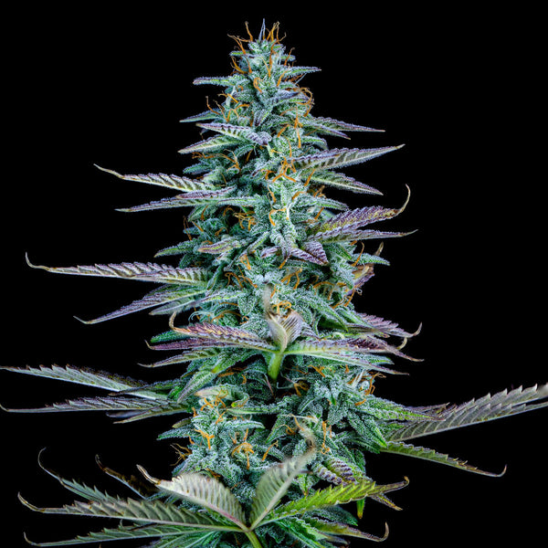 bog seeds sour strawberry Strawberry Nuggets – Mephisto Genetics