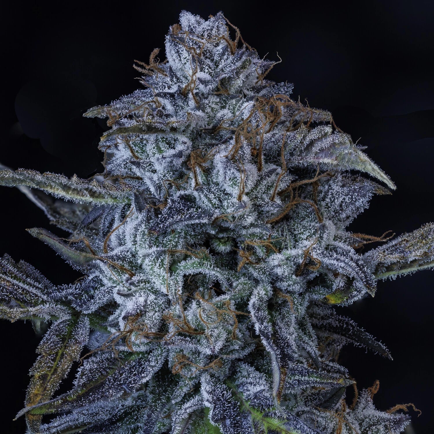 AAC Best Hybrid 2025 image 4