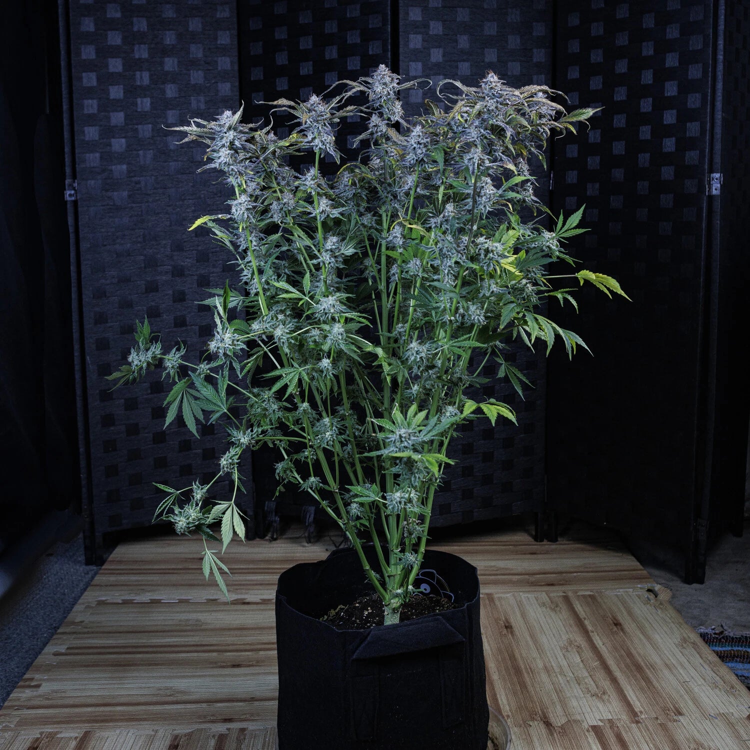 AAC Best Hybrid 2025 image 1