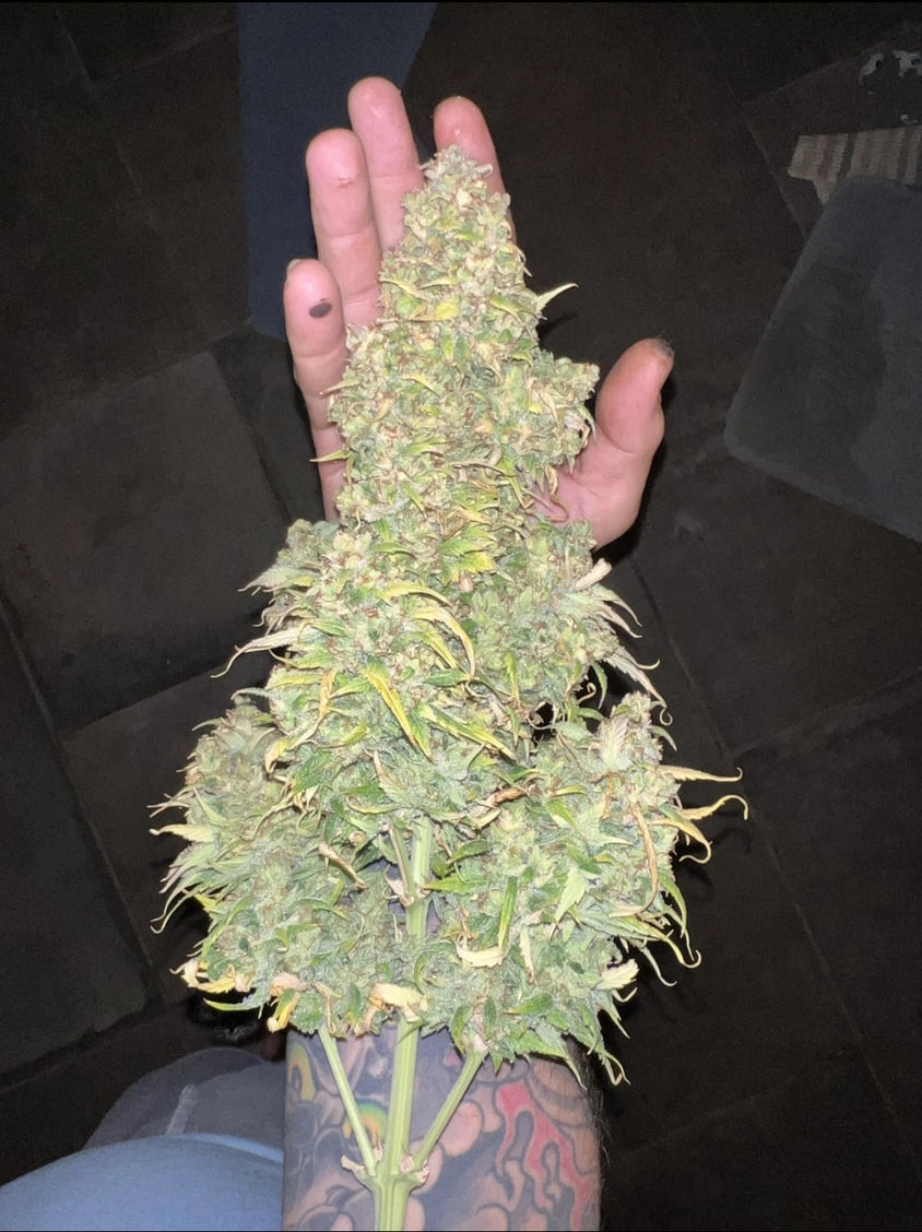 Customer Photo