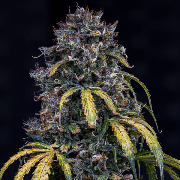 orange kush plant Super Orange Haze – Mephisto Genetics