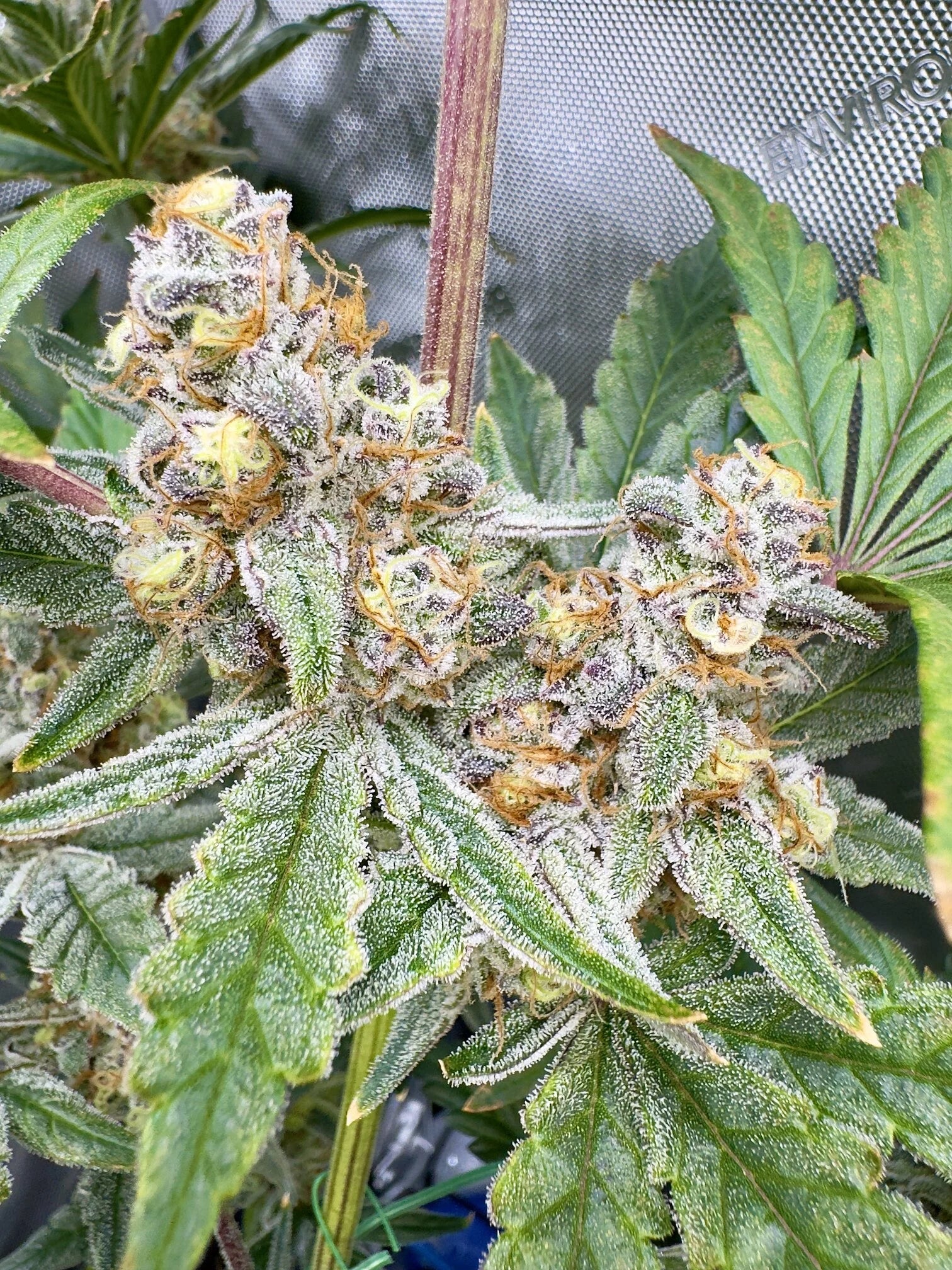 Trip Dub O'z – Mephisto Genetics Trip Dub O'z – Mephisto Genetics