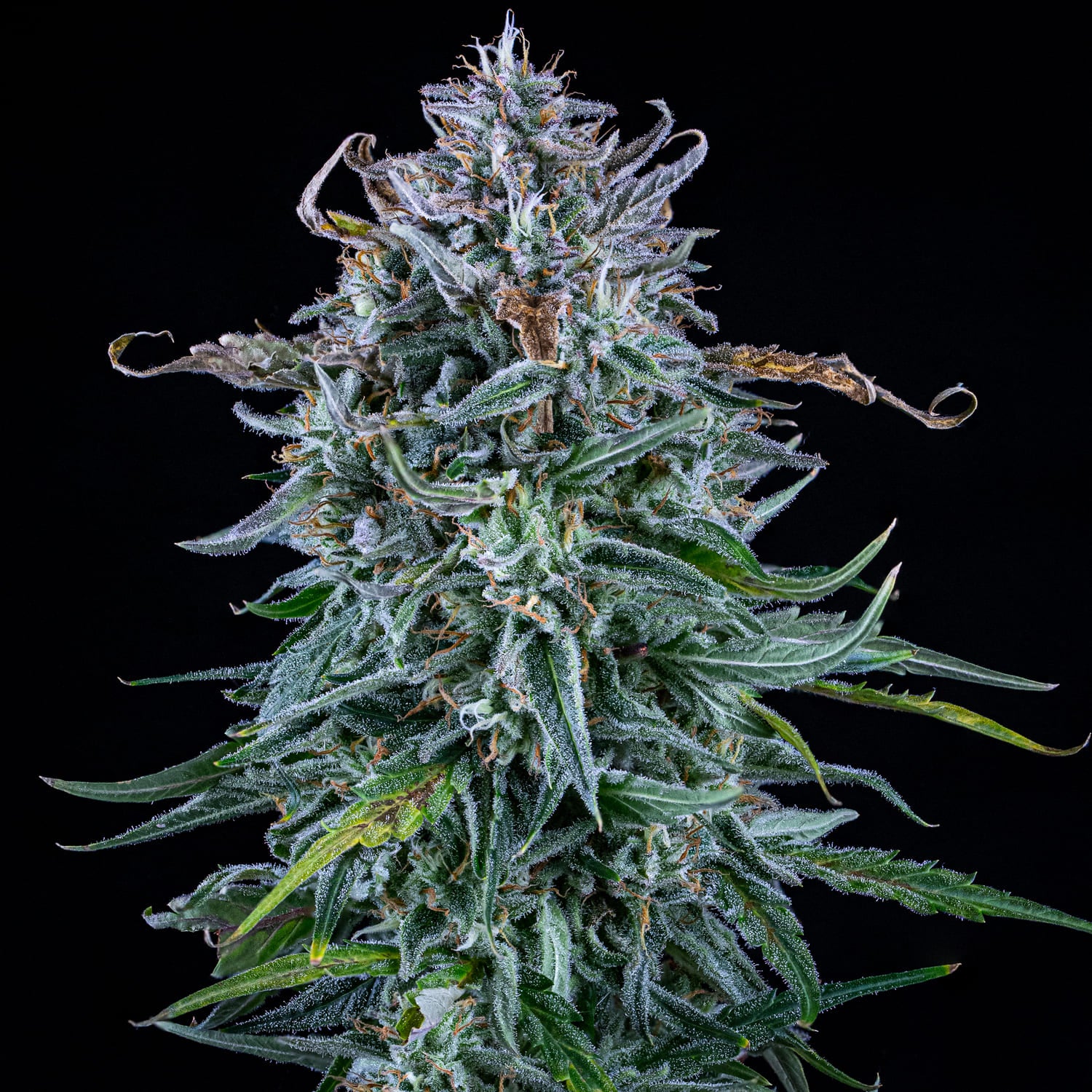 Walter White