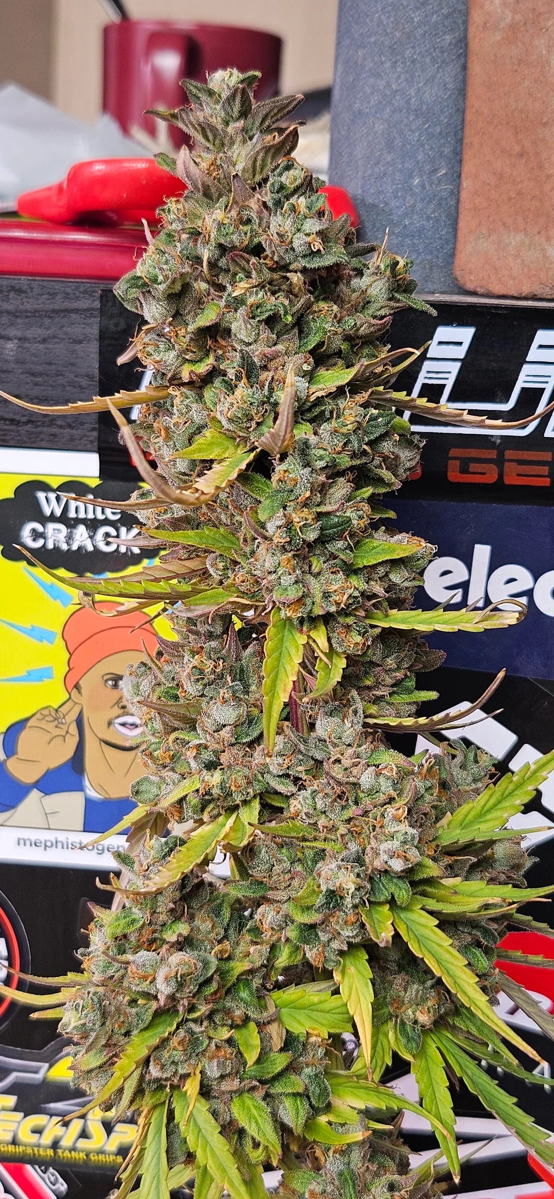 Customer Photo
